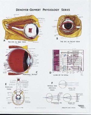 Eye and Vision Physiology