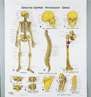 Skeletal System Physiology Skeletal System Physiology