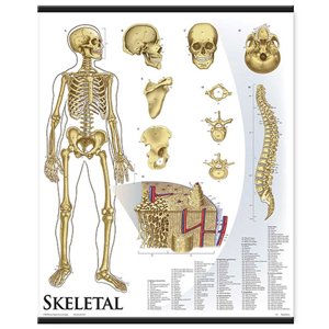 Skeletal System 1421 10 Skeletal System 1421 10