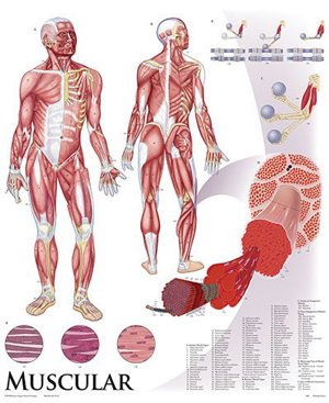 Muscular System 1422 10