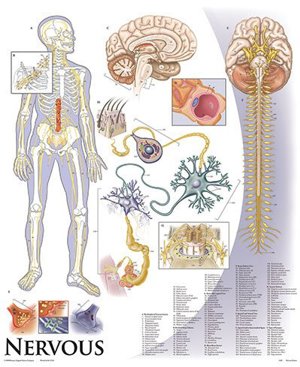 Human Anatomy & Physiology Chart Series: Nervous system