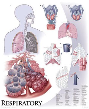 Respiratory system 1425 10 Respiratory system 1425 10