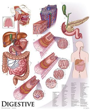 Digestive System 1426 10 Digestive System 1426 10