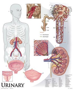 Urinary System 1427 10 Urinary System 1427 10