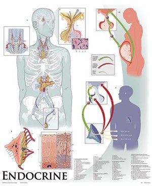 Endocrine System 1428 10 Endocrine System 1428 10