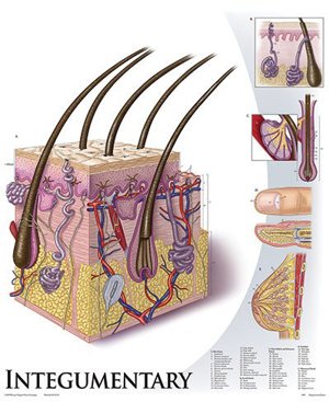 Integumentary System 1429 10 Integumentary System 1429 10