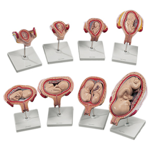 3B Human Development Set.jpg (1)