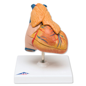 Heart Model with Thymus Heart Model with Thymus