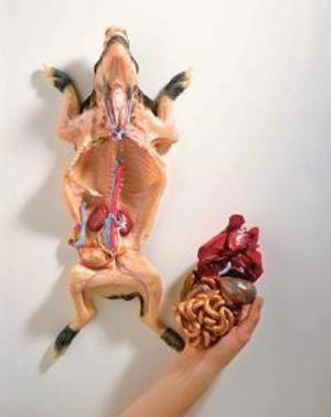 Ward's Fetal Pig Model 812003