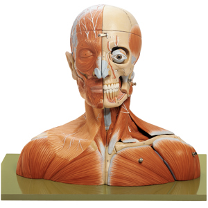 Somso Human Head and Neck Model Somso Human Head and Neck Model