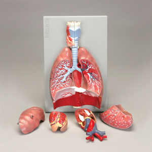 respiratory altay larynx lungs divides