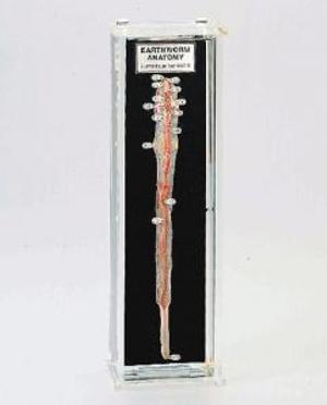 Earthworm Anatomy Museum Mount 676802