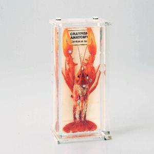 Crayfish Anatomy Museum Mount 676804