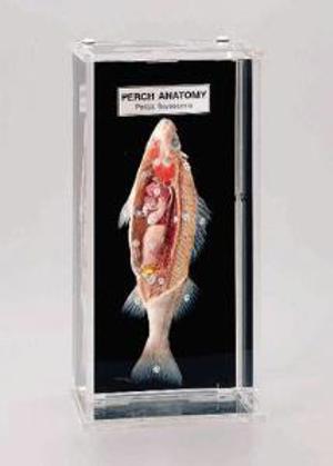 Perch Anatomy Museum Mount 676826