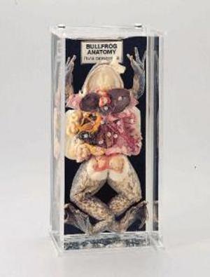 Bullfrog Anatomy Museum Mount 676827 Bullfrog Anatomy Museum Mount 676827