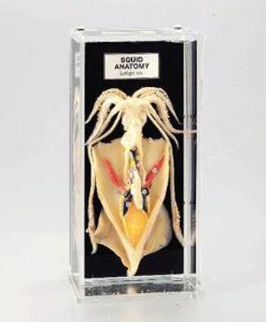 Squid Anatomy Museum Mount 676819