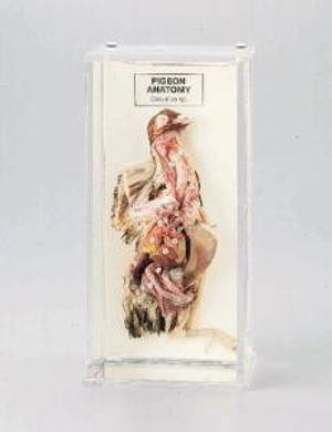 Pigeon Anatomy Museum Mount 676833
