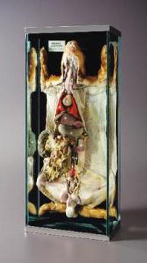 Rabbit Anatomy Museum Mount 676834