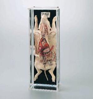 Pig Fetus Anatomy Museum Mount 676851 Pig Fetus Anatomy Museum Mount 676851