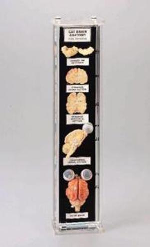 Cat Brain Anatomy Museum Mount 676839
