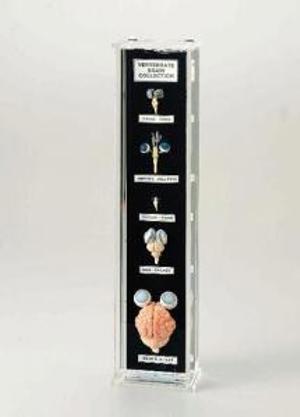 Brain Collection Museum Mount Brain Collection Museum Mount