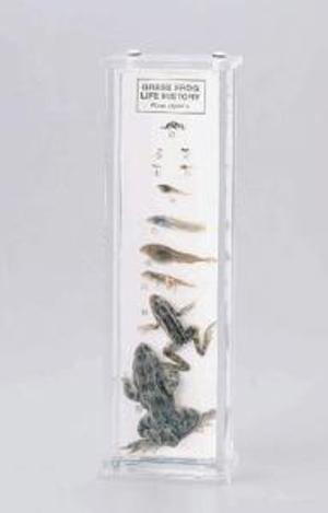 Grass Frog Life History Museum Mount 676500