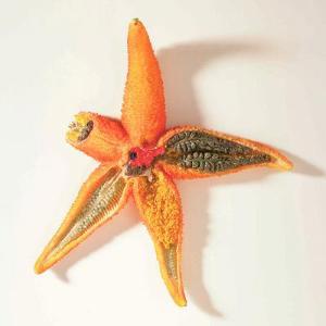 Ward's Starfish Model 812004 Ward's Starfish Model 812004