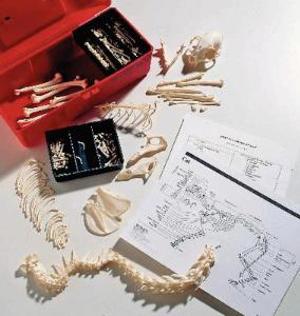 Wards Disarticulated Cat Skeleton 655215 Wards Disarticulated Cat Skeleton 655215