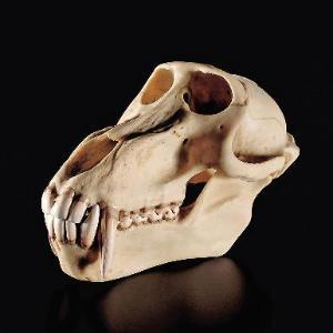 Somso Baboon Skull 801785