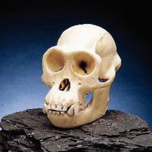 Somso Chimpanze Skull 801775