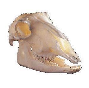 Sheep Skull 655126