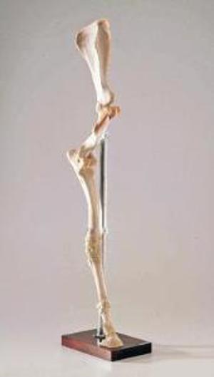 Wards Mounted Horse Forelimb and Hind Limb Wards Mounted Horse Forelimb and Hind Limb