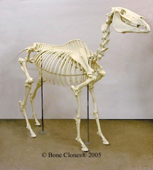 Articulated Horse Skeleton