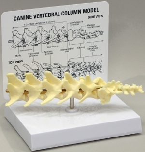 Canine Lumbar Vertebral Column Model