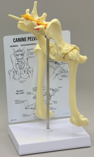Canine Pelvis Model (Hip)