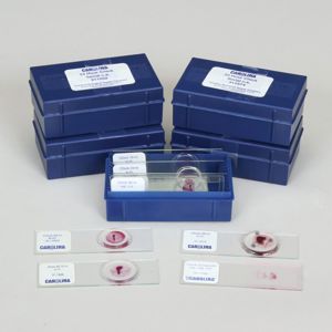 Chick Embryology Microscope Slide Set 309348 Chick Embryology Microscope Slide Set 309348