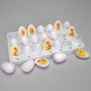 Chick Life Cycle Exploration Set