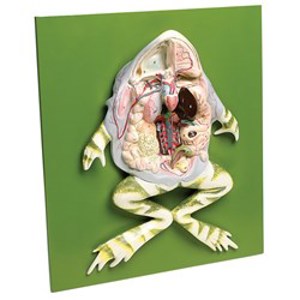 Frog Dissection Model