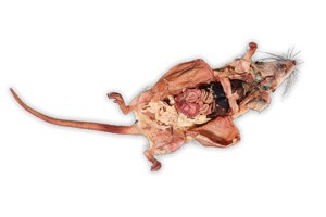 Rat plastinated PM5135