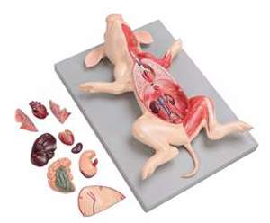 Altay Scientific Fetal Pig Dissection Model