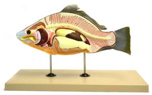 Fish (Carp) - Removable Air Bladder, Intestine, Stomach