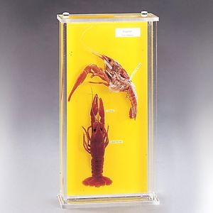 Crayfish Biosmount 262177D