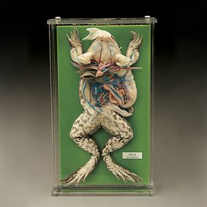 Bullfrog Injected Biosmount 263600 Bullfrog Injected Biosmount 263600