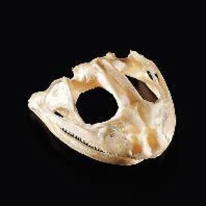 Bullfrog Skull 655122