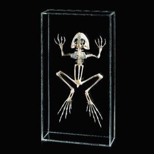 Ward's Bullfrog Skeleton 652341 Ward's Bullfrog Skeleton 652341