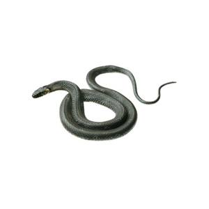 Snake - Grass, Female