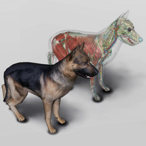 3D Dog Anatomy Software