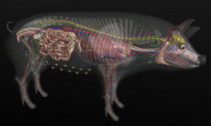 3D Pig Anatomy Software