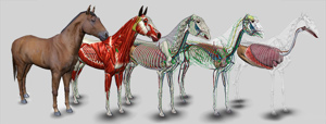 3D Horse Anatomy Software 3D Horse Anatomy Software