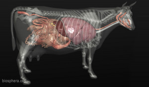 3D Bovine Anatomy Software